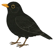 A blackbird
